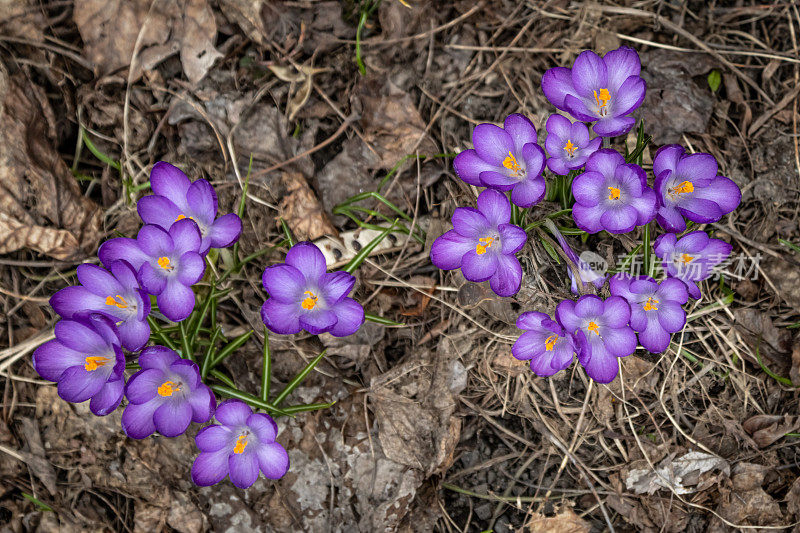 春季番红花，巨型番红花，(crocus vernus)，那不勒斯番红花，春季番红花。